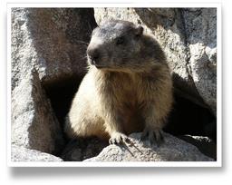 Cliquez pour agrandir l'image Cliquez pour agrandir l'image